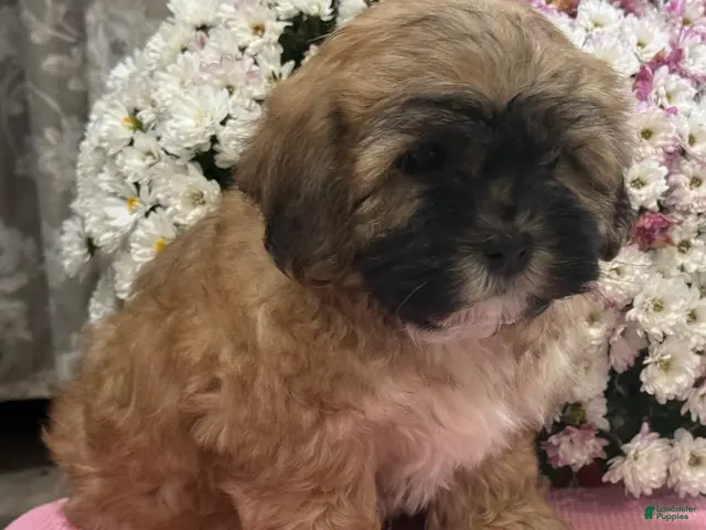 Teddy Bear dogs for sale: Callie - Ad 2