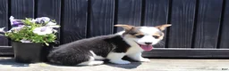 Welsh Corgi Pembroke dogs for sale: Irene - Ad 3