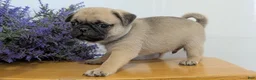 Pug dogs for sale: Namor - Ad 8