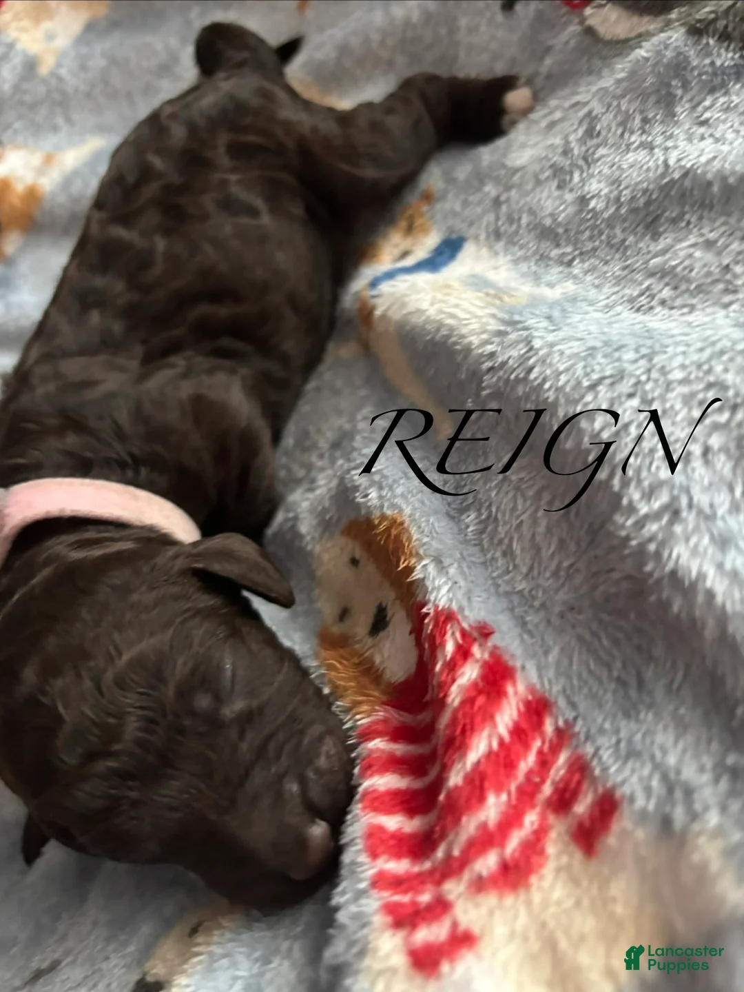 Standard Poodle dogs for sale: Standard Poodle Puppy 4 - Ad 1