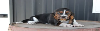 Roxie