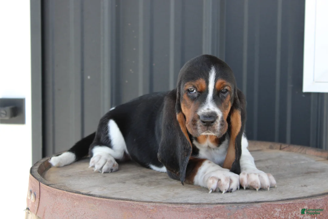 Basset Hound dogs for sale: Roxie - Ad 1