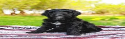 Aussiedoodle dogs for sale: Marshall Standard - Ad 1