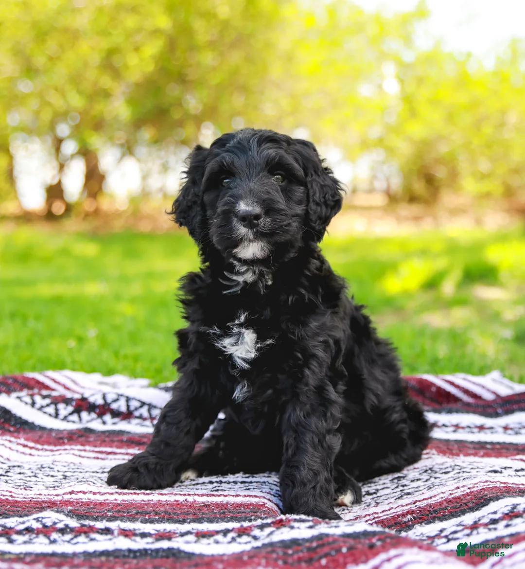 Aussiedoodle dogs for sale: Marshall Standard - Ad 1