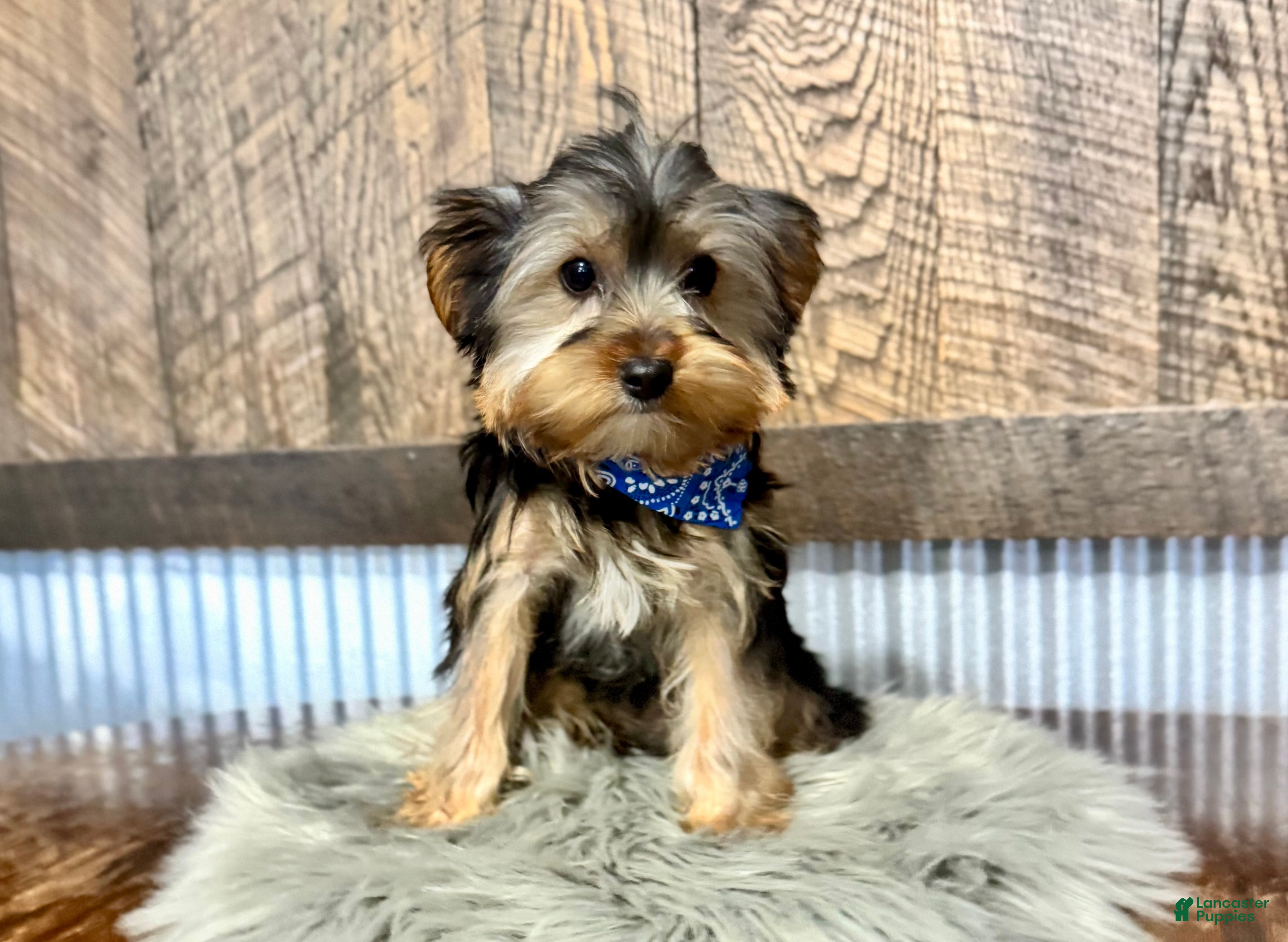 Yorkshire Terrier dogs Lance - Ad 1