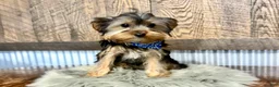 Yorkshire Terrier dogs for sale: Lance - Ad 1