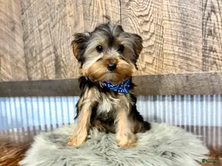 Yorkshire Terrier dogs for sale: Lance - Ad 2