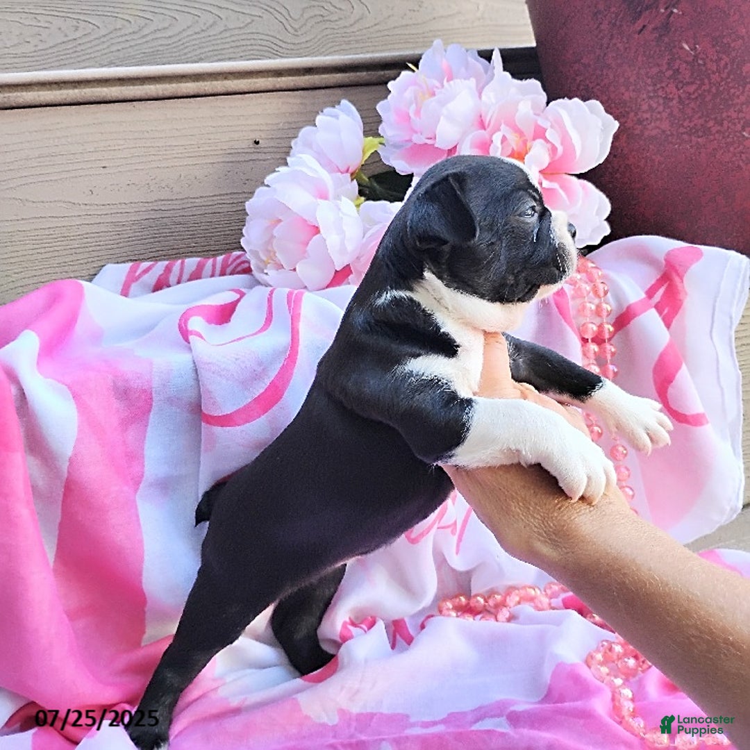 Boston Terrier dogs for sale: Roselyn - Ad 12