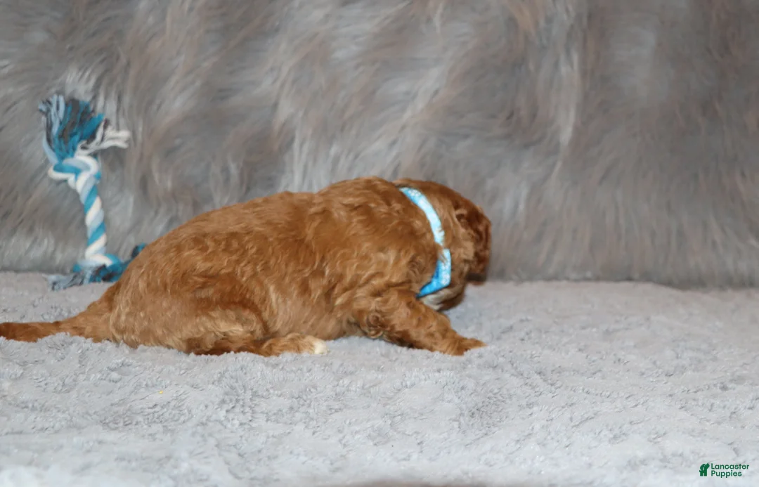 Mini Goldendoodle dogs for sale: Thomas 💙 Micro Miniature - Ad 32