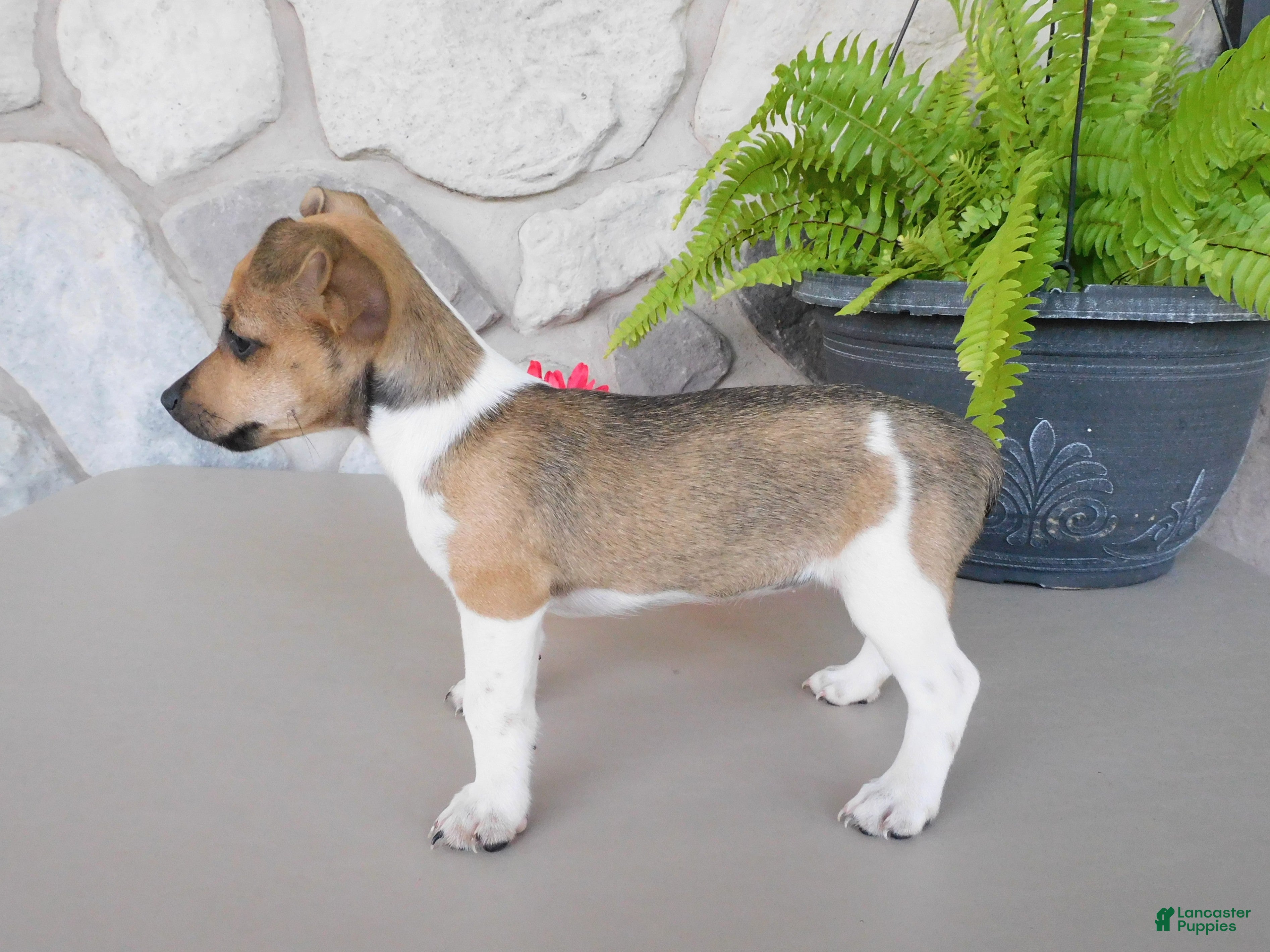 Jack Russell Terrier dogs Polly - Ad 2