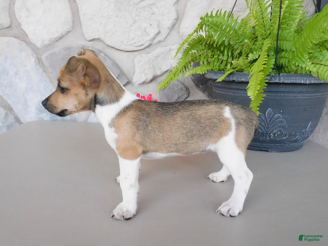 Jack Russell Terrier dogs for sale: Polly - Ad 2