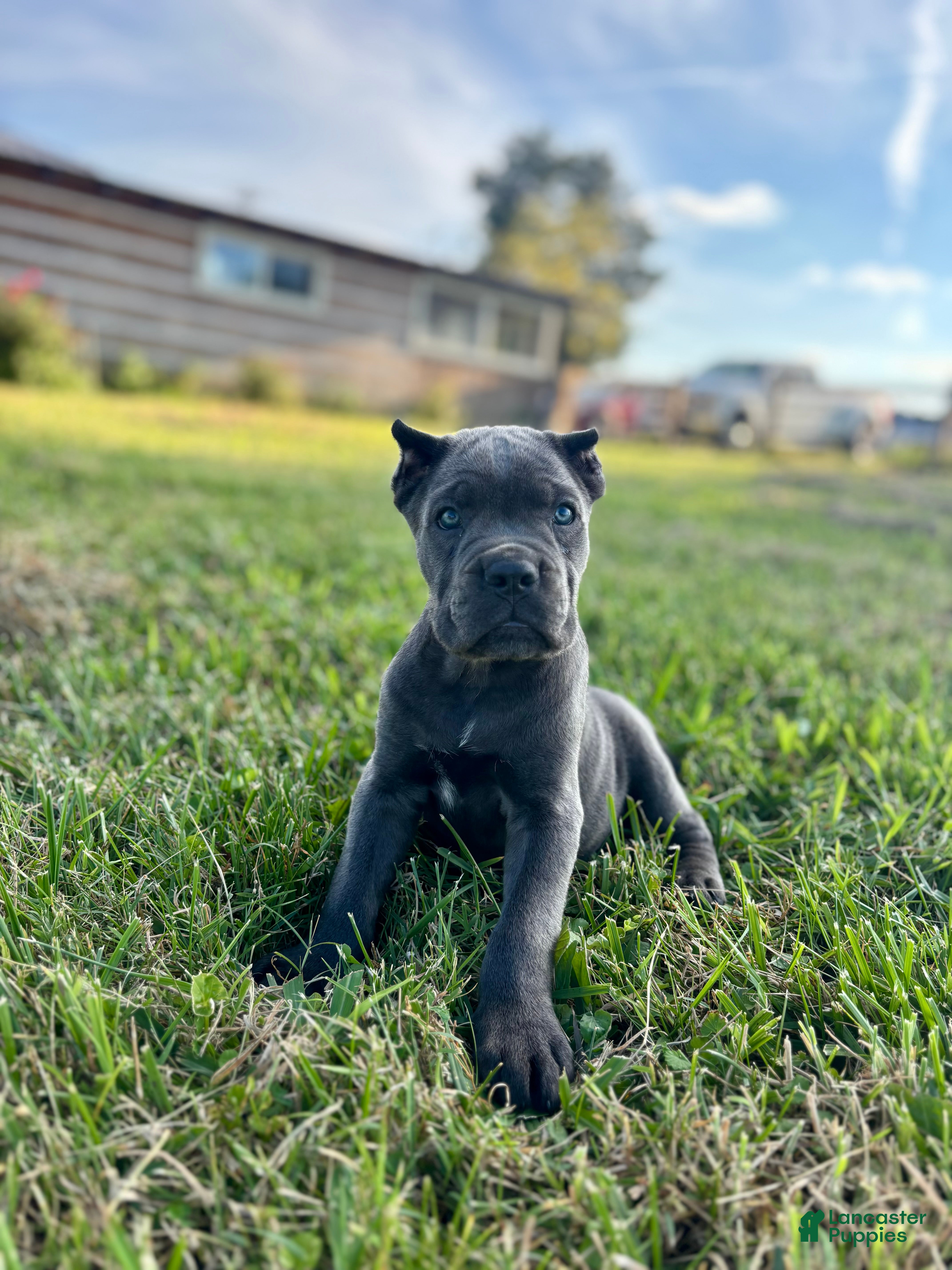 Cane Corso dogs Ranger - Ad 2