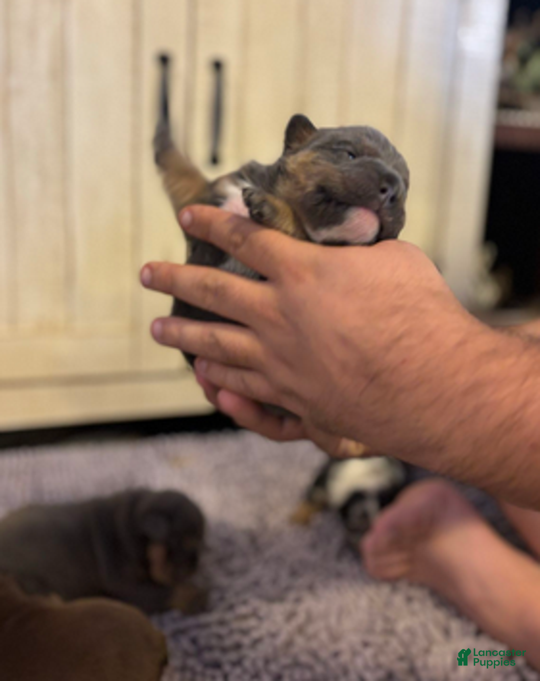 English Bulldog dogs for sale: Sam - Ad 5