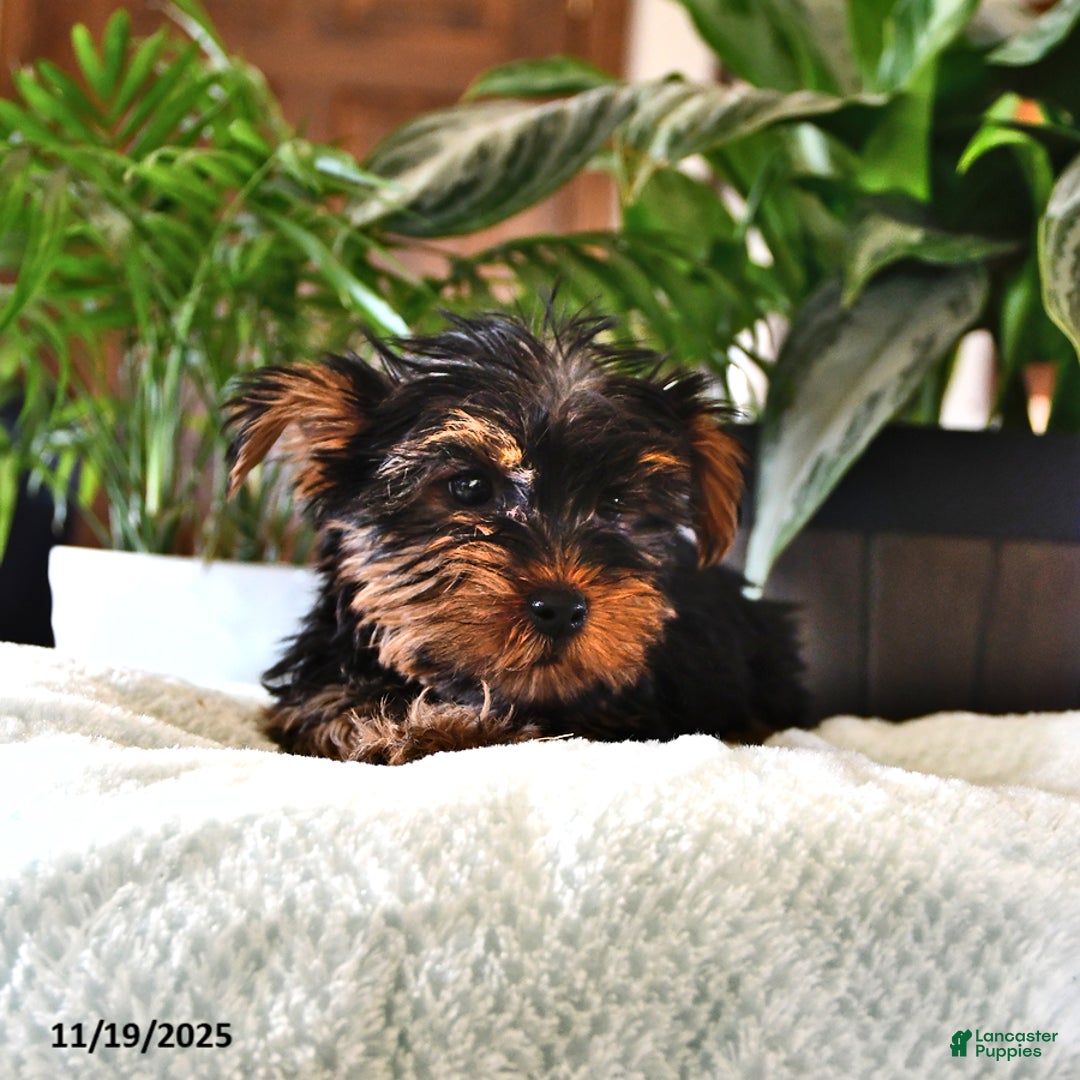 Yorkshire Terrier dogs for sale: Patrick - Ad 2