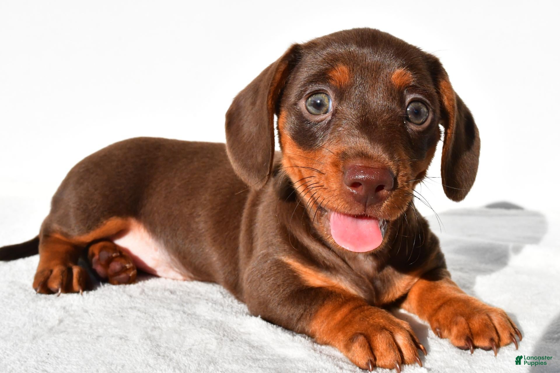 Dachshund dogs Daisy - Ad 2