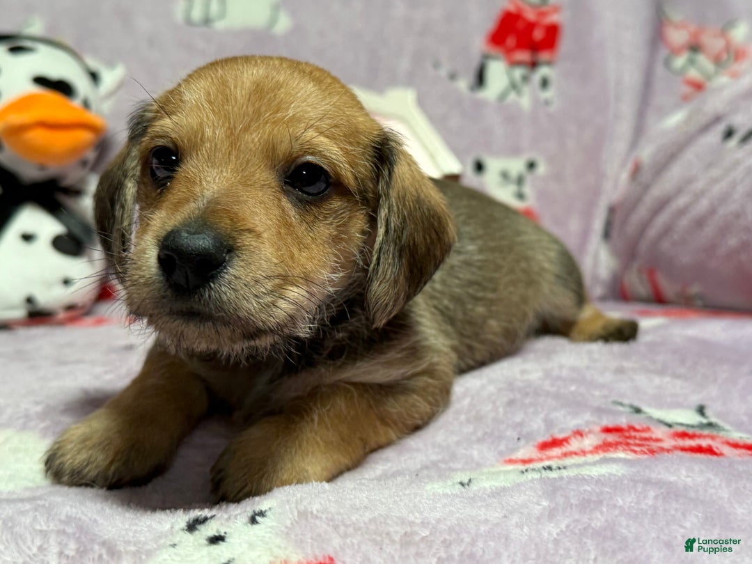 Mixed Breed dogs for sale: Wally - Ad 5