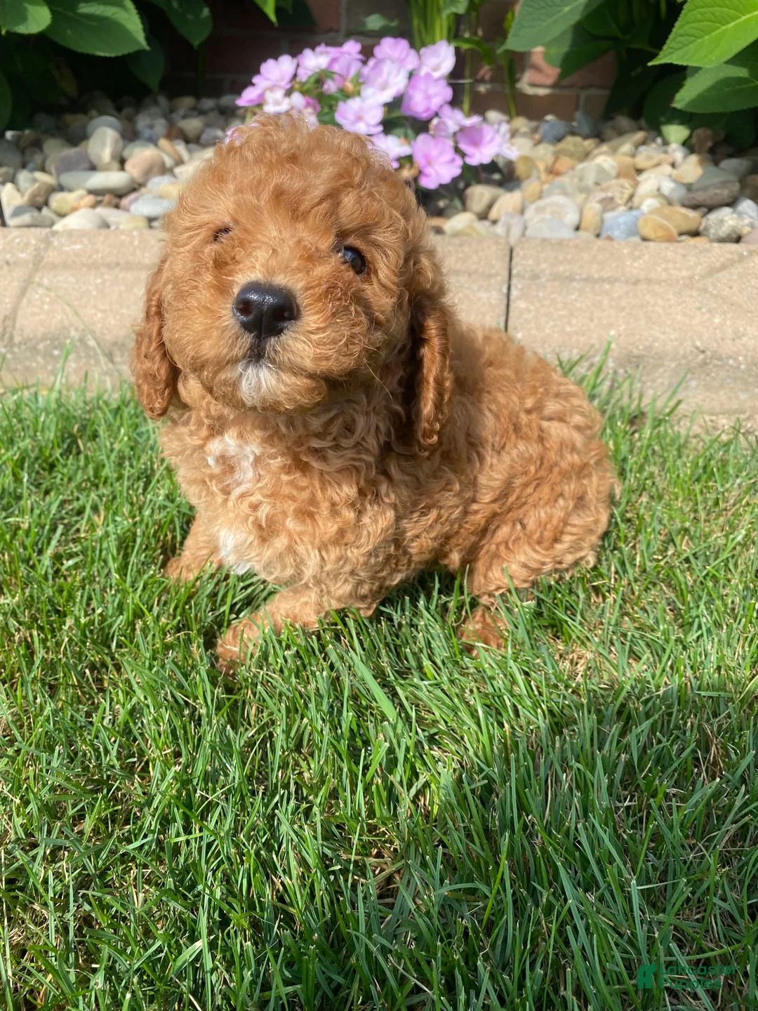 Miniature Poodle dogs for sale: Bily - Ad 2