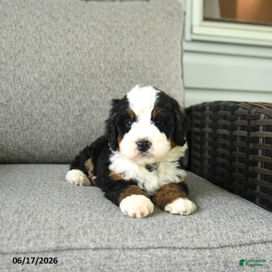 Bernedoodle dogs Serenade - Ad 2