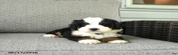 Bernedoodle dogs for sale: Serenade - Ad 2