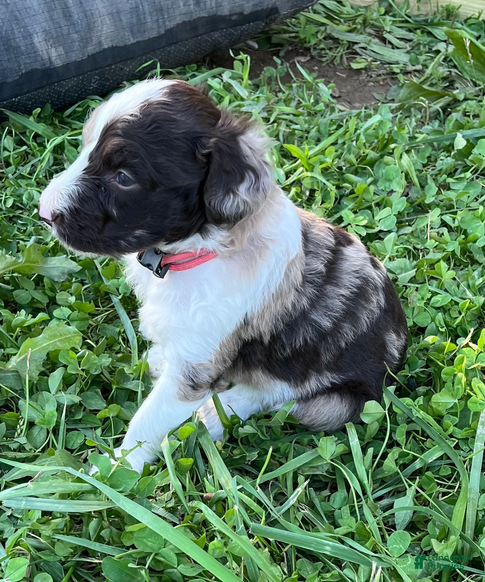 Aussiedoodle dogs for sale: Coral - RMF - Ad 1