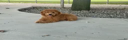 Mini Goldendoodle dogs for sale: Molly Mini Goldendoodle  - Ad 22