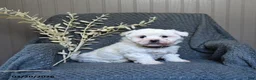 Bichon Frise dogs for sale: Sallie - Ad 3