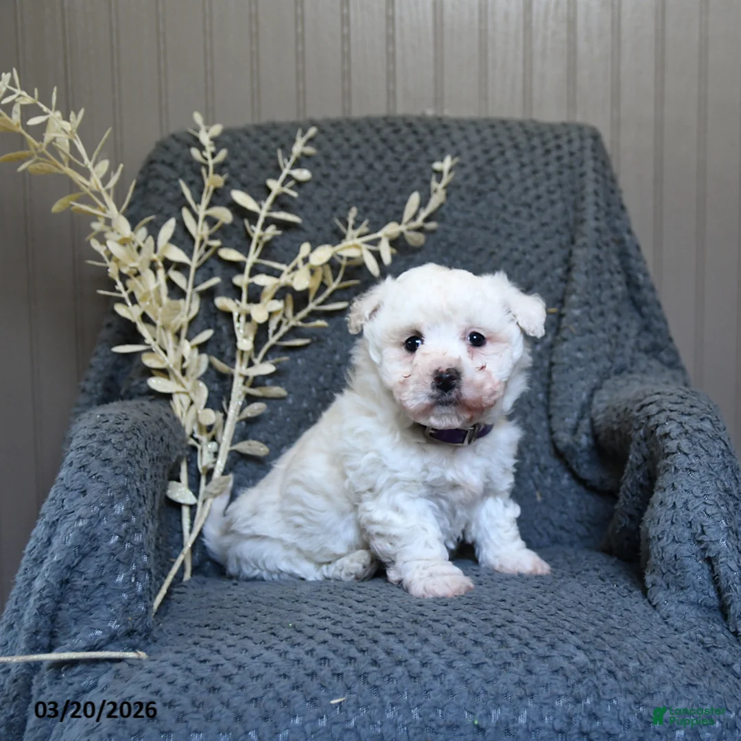 Bichon Frise dogs for sale: Sallie - Ad 3