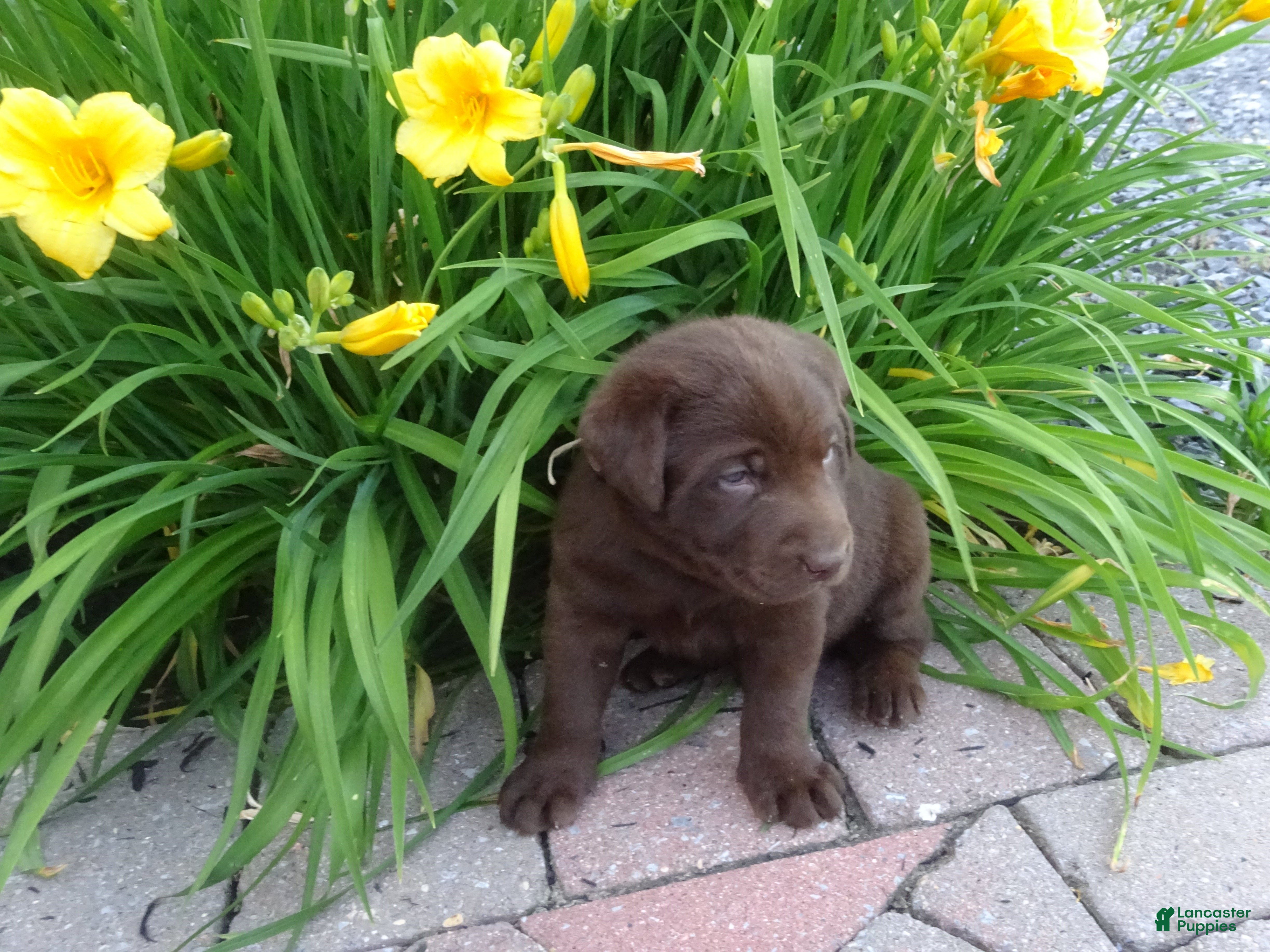 Labrador Retriever dogs Daisy  - Ad 1