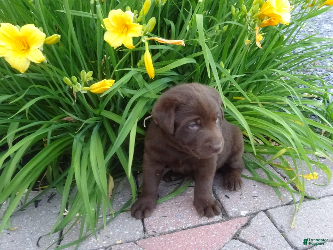 Labrador Retriever dogs for sale: Daisy  - Ad 1
