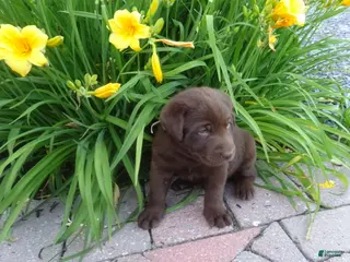 Labrador Retriever dogs for sale: Daisy - Ad 2