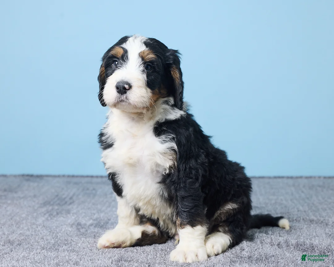 Bernedoodle dogs for sale: Hank - Ad 3
