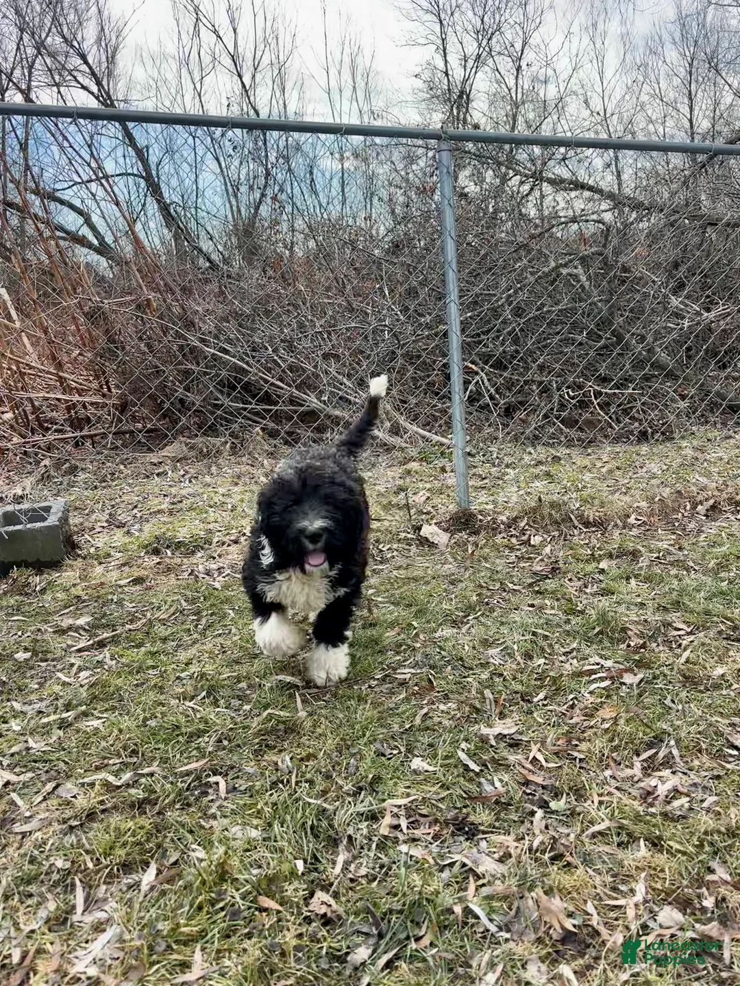 Mixed Breed dogs for sale: String - Ad 2