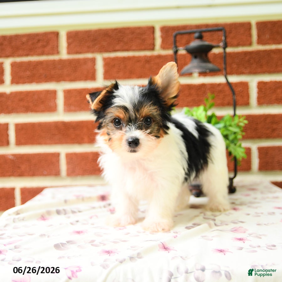 Yorkshire Terrier dogs Pepper - Ad 2