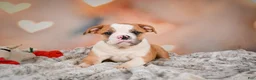 English Bulldog dogs for sale: English Bulldog 1 - Ad 7