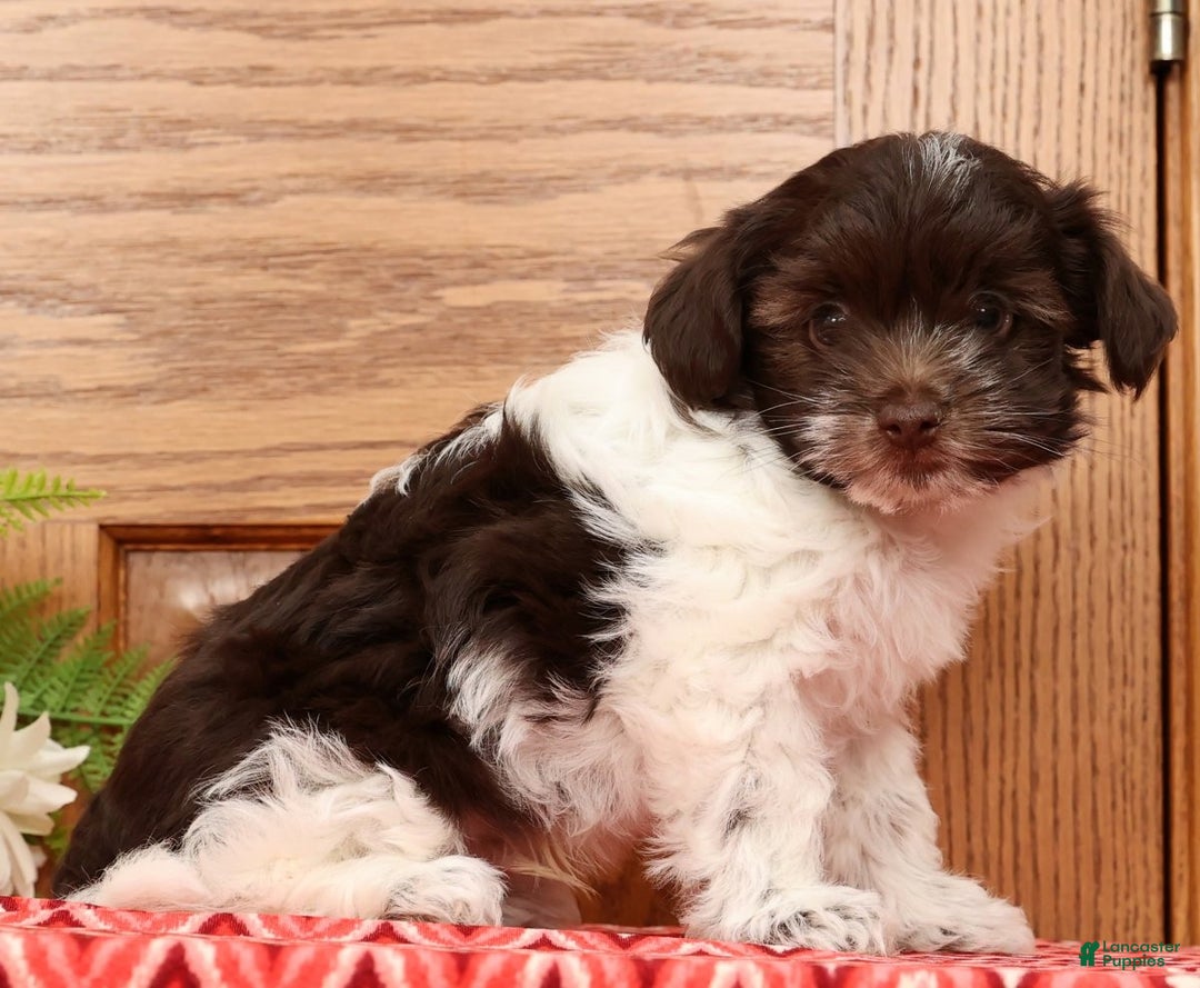 Havanese dogs for sale: Randy - Ad 7
