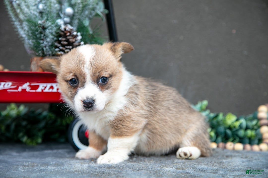 Welsh Corgi Pembroke dogs for sale: Clementine - Ad 3