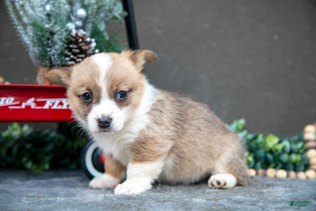 Welsh Corgi Pembroke dogs for sale: Clementine - Ad 3