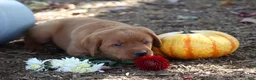 Labrador Retriever dogs for sale: Rusty - Ad 3