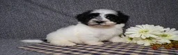 Havanese dogs for sale: Kye - Ad 3
