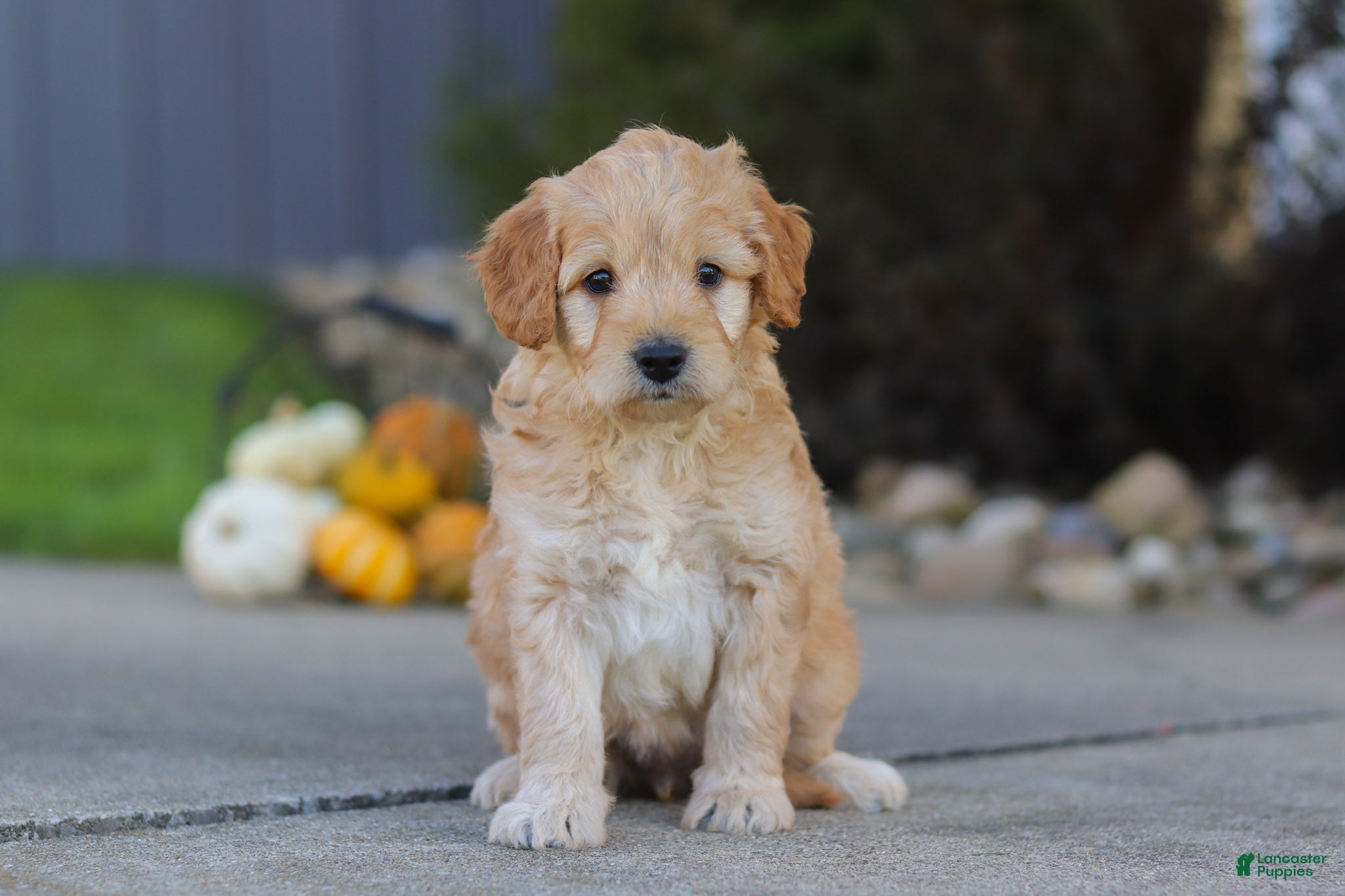 Mini Goldendoodle dogs Peaches - Ad 1