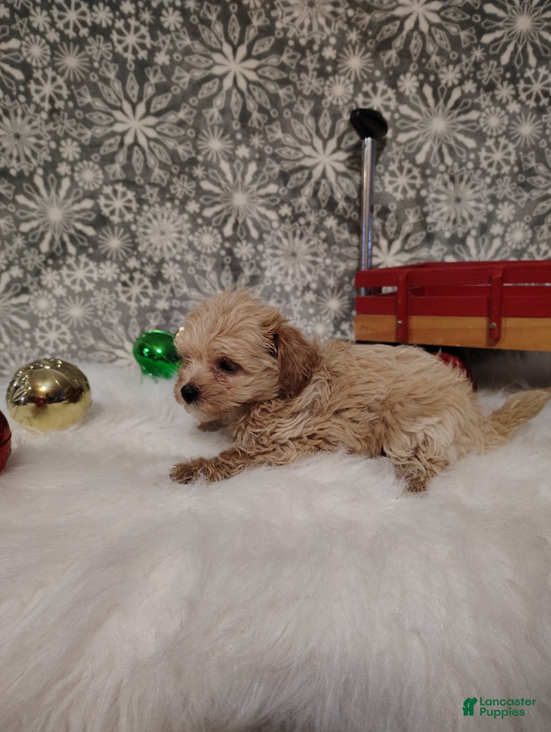 Maltipoo dogs for sale: Ace - Ad 2