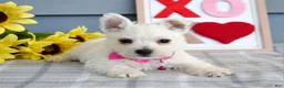 West Highland Terrier dogs for sale: Brianna - Ad 7