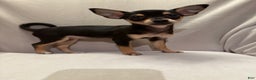 Chihuahua dogs for sale: Sadie - Ad 5