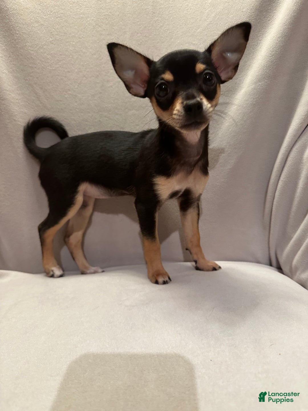Chihuahua dogs for sale: Sadie - Ad 5