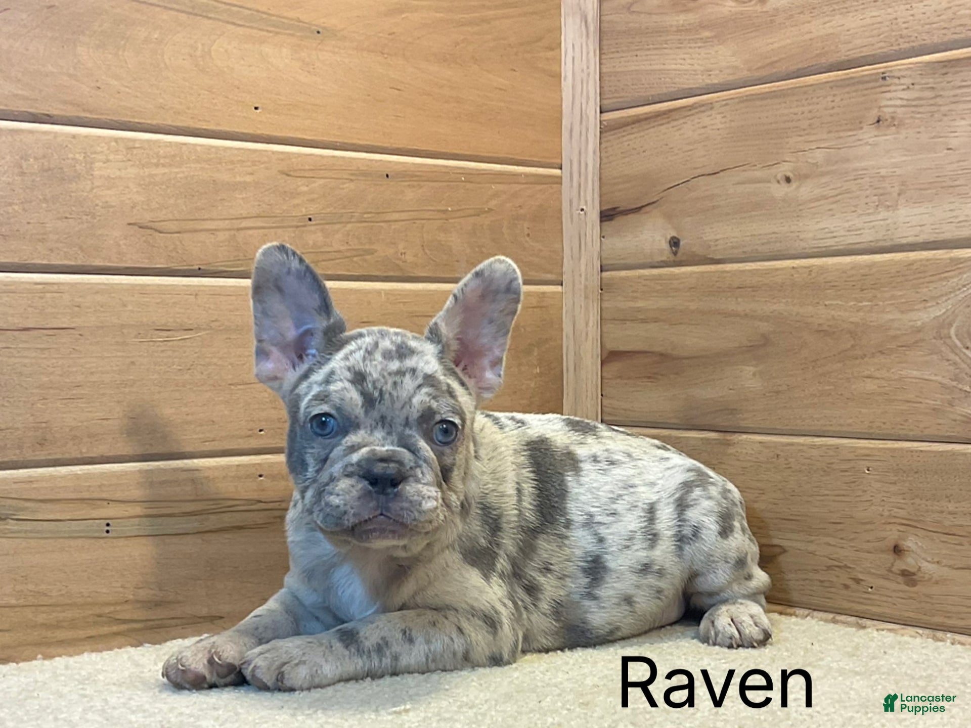 French Bulldog dogs Raven - Ad 2