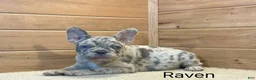 French Bulldog dogs for sale: Raven - Ad 2