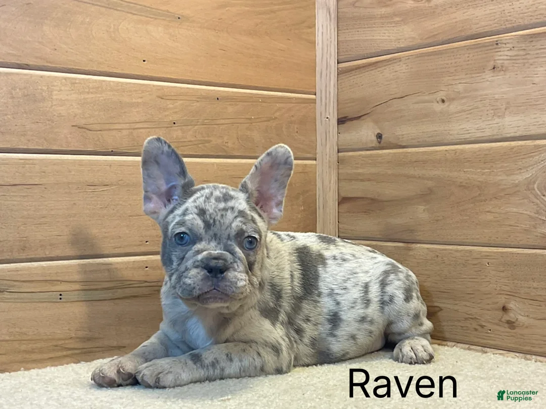 French Bulldog dogs for sale: Raven - Ad 2