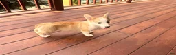 Welsh Corgi Pembroke dogs for sale: DEXER - Ad 5