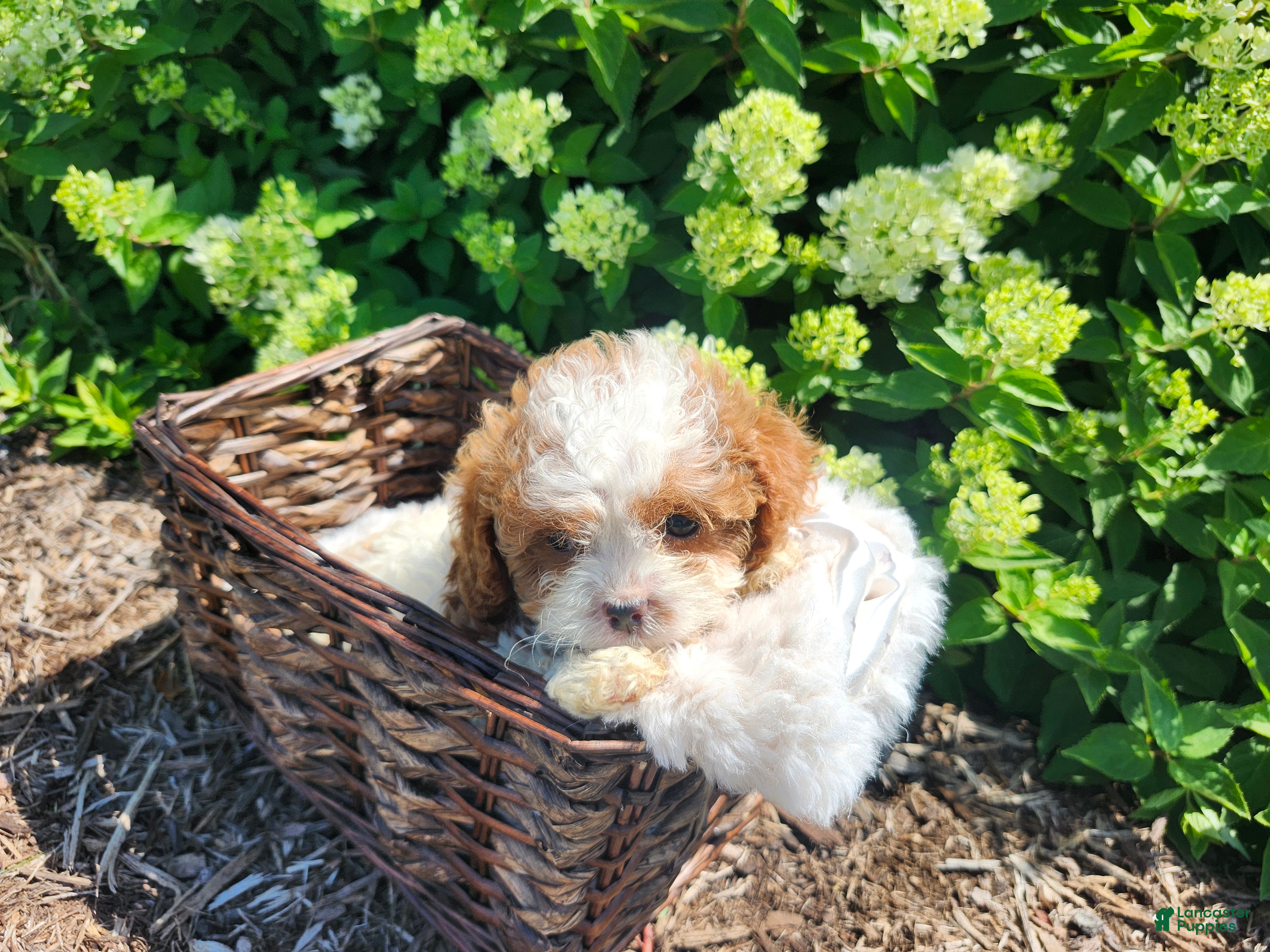 Cavapoo dogs Button  - Ad 1