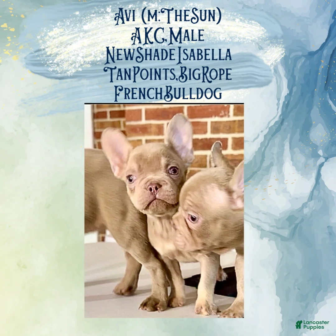 French Bulldog dogs for sale: Avi (mng: Light) - Ad 16
